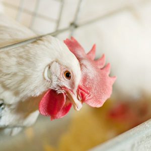 poultry livestock health
