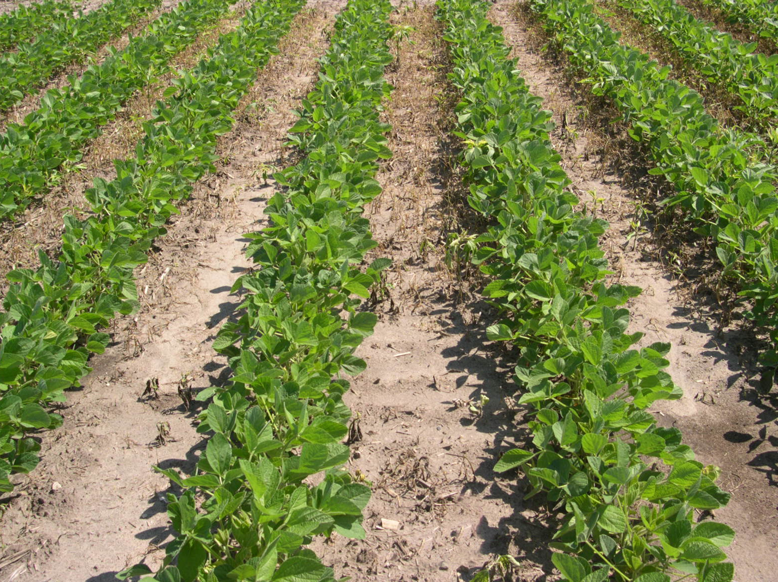 soy acreage