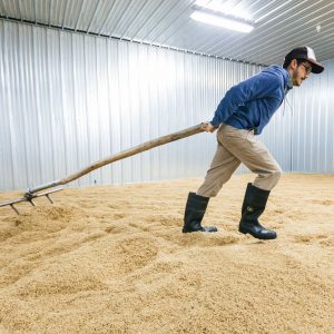 Maltster raking sprouted barley, photo courtesy of Allagash Brewing Company