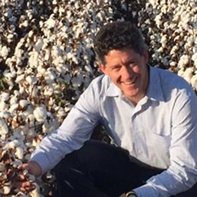 Cotton Plants Cotton Plants