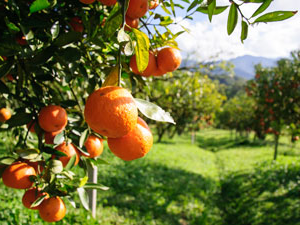 orange grove horticulture