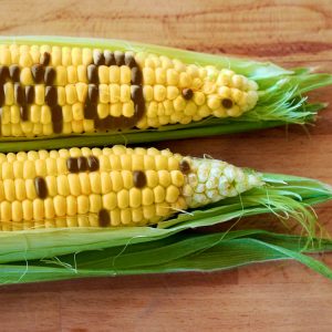 gmo testing corn from non-gmoreport.com