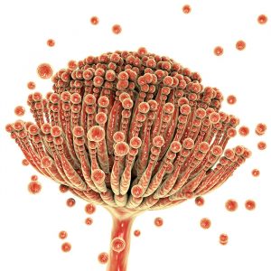 Aflatoxin Red