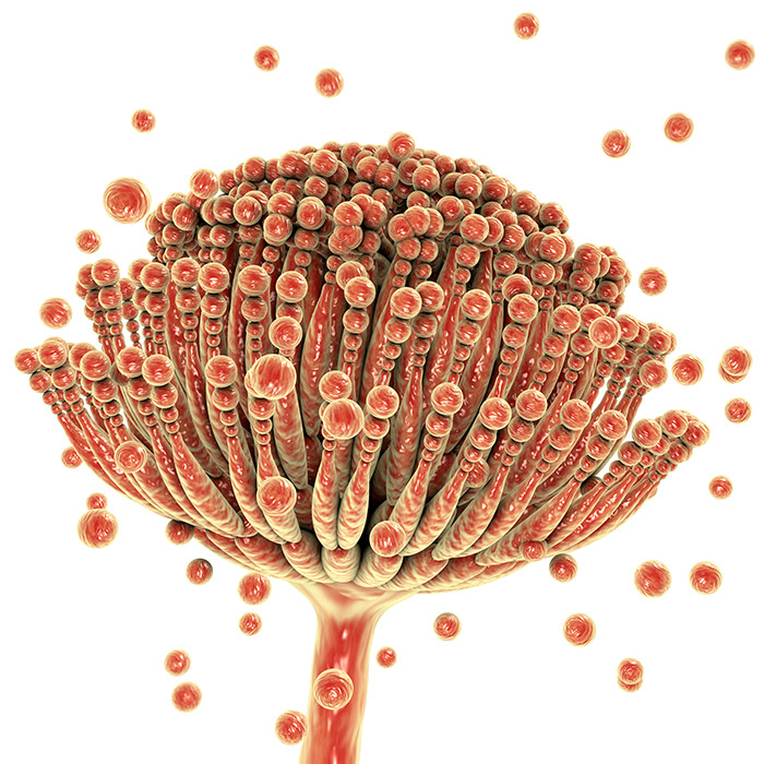 Mycotoxins are toxins produced by fungi