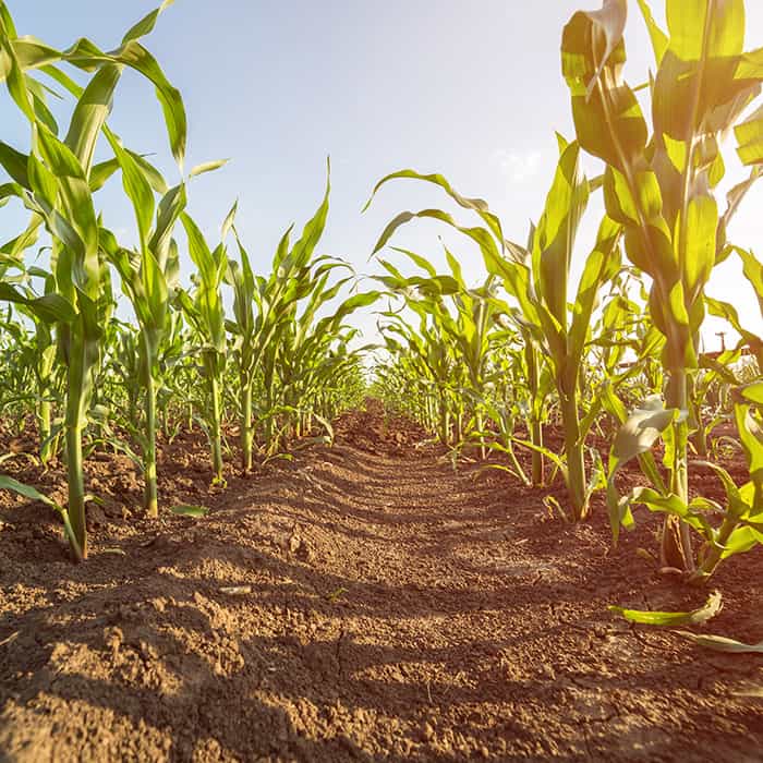 How to Identify GMO Corn