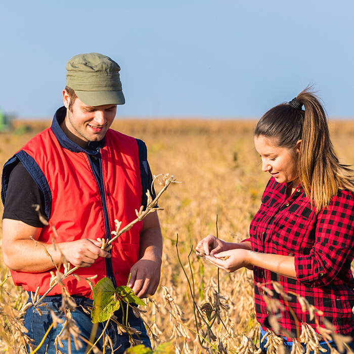 GMO Testing - Grain