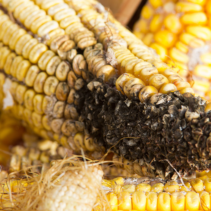 DON is the most common mycotoxin