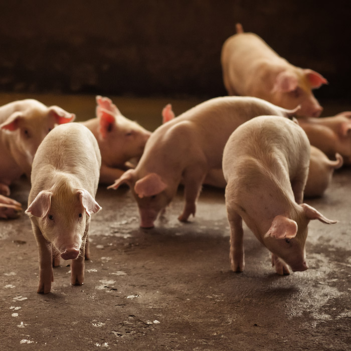 Zearalenone damages reproductive system in swine.