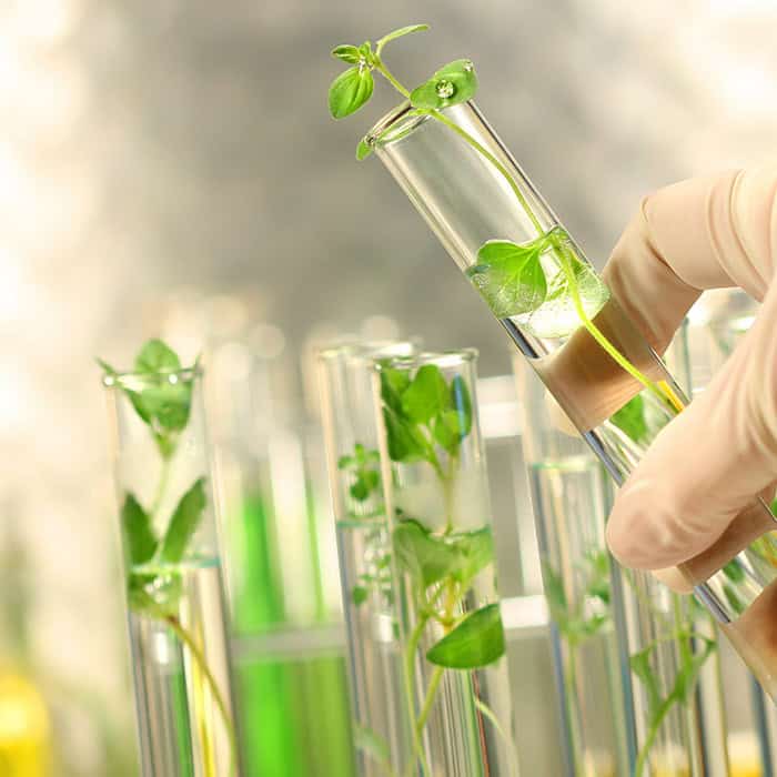 GMO Testing - Plant & Test Tube