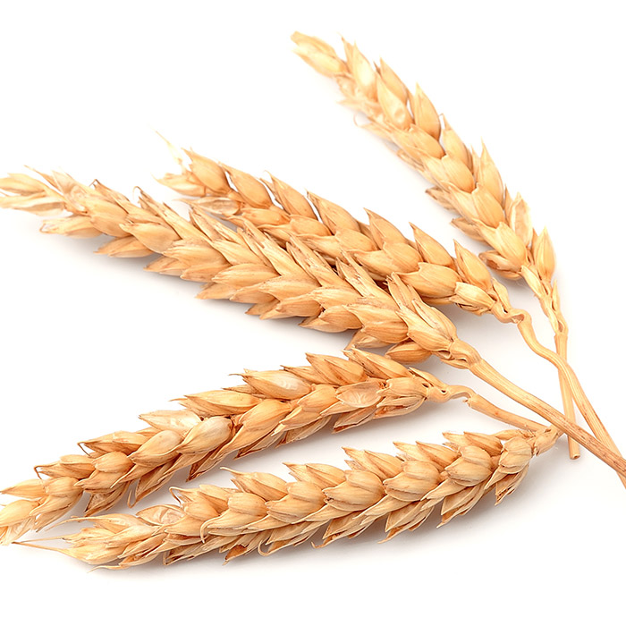 Mycotoxins in wheat