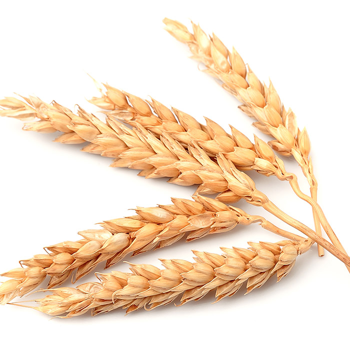 Grain testing / certification