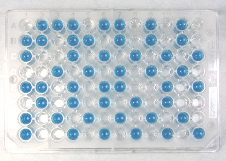 blue wells solid plate Blue Wells Solid Plate