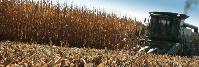 harvester in corn field