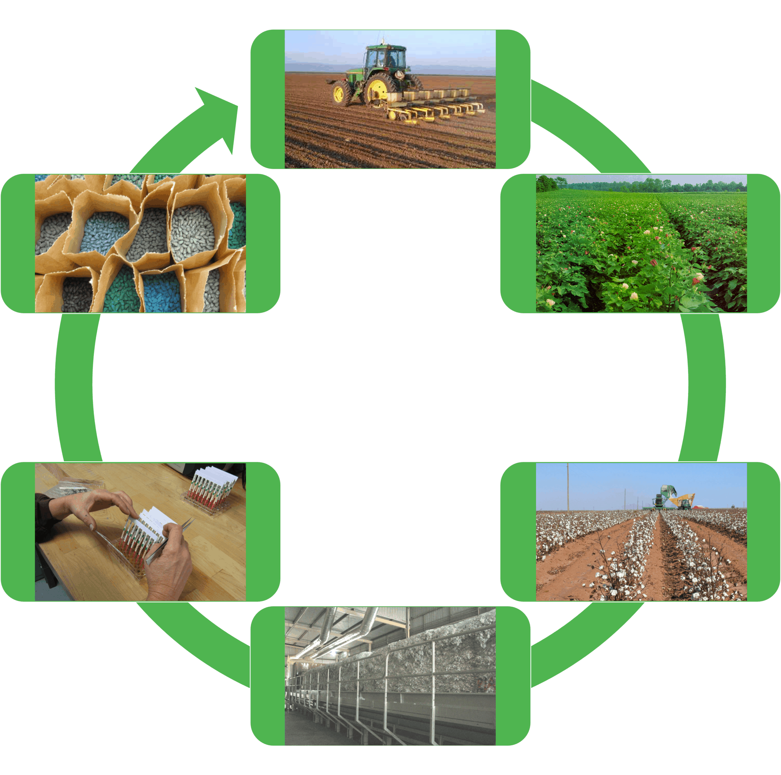 the cotton seed loop