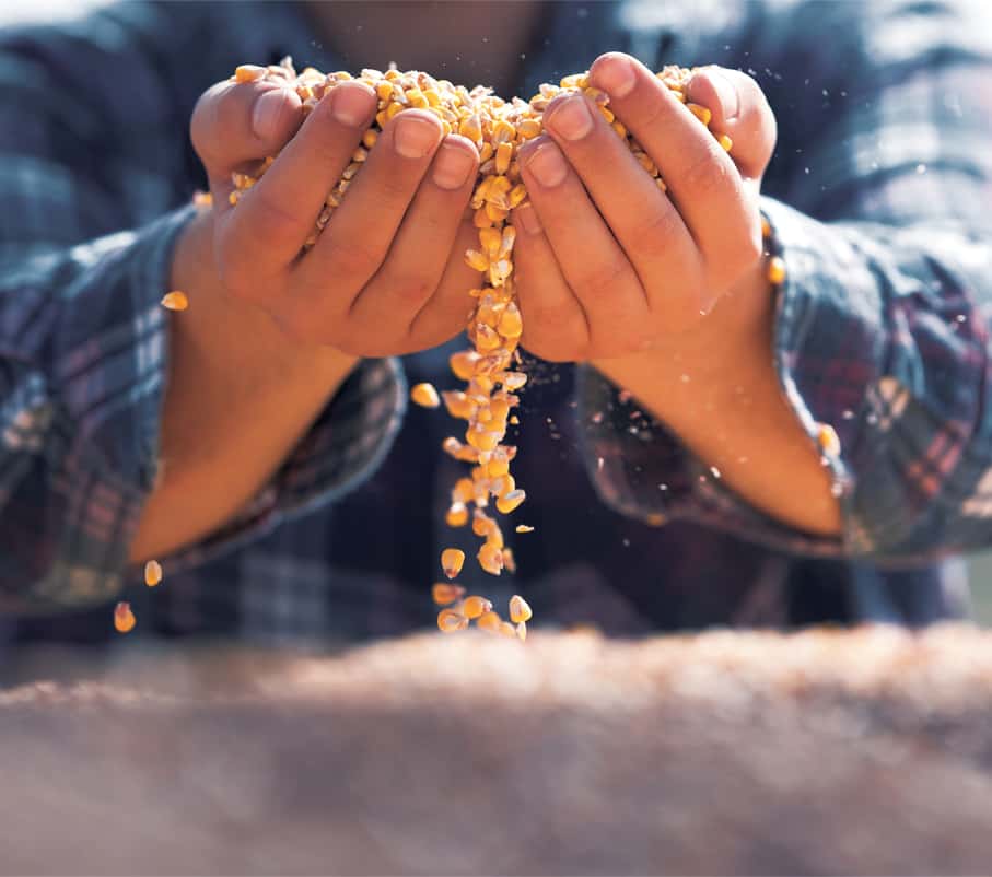Farmers hands sifting corn