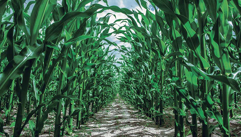 Rows of short corn stalks