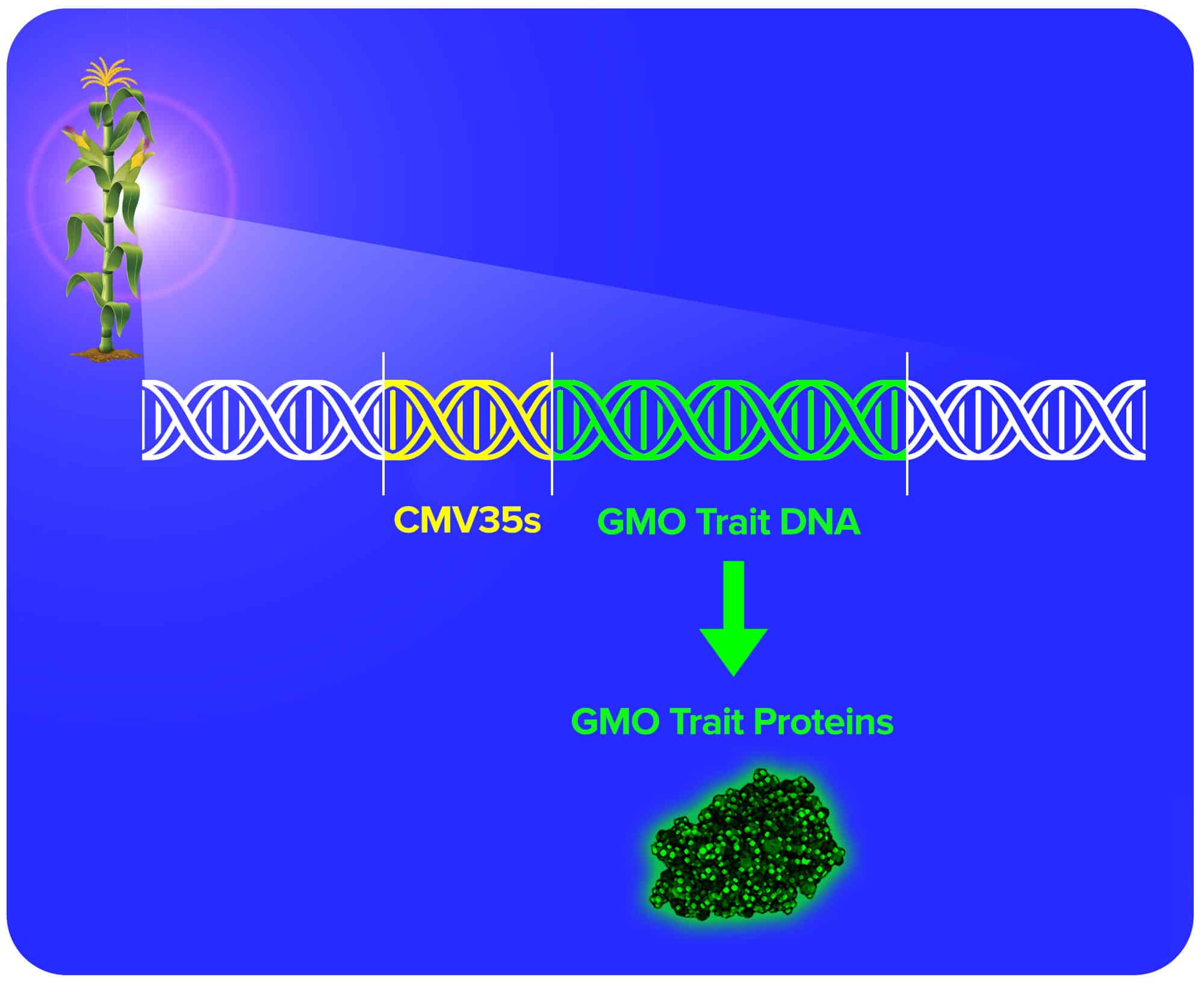 Diagram showing the relationship between GMO traits and GMO proteins from corn