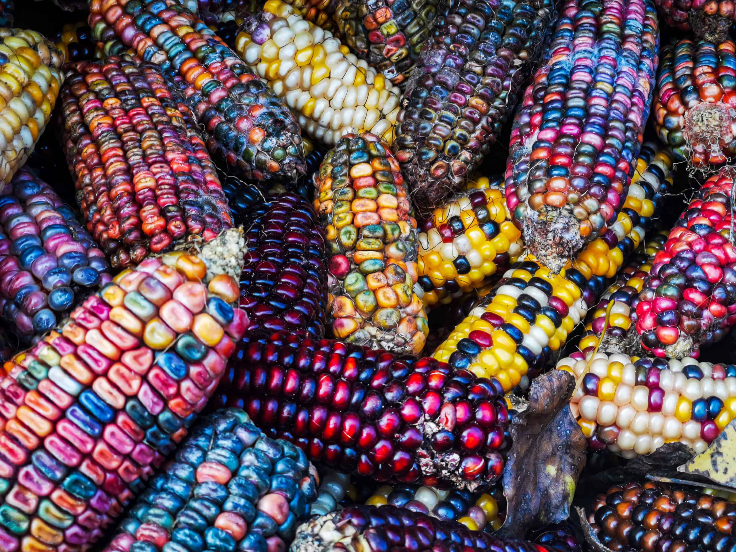 The Mexico GMO Corn Import Ban What you need to know EnviroLogix